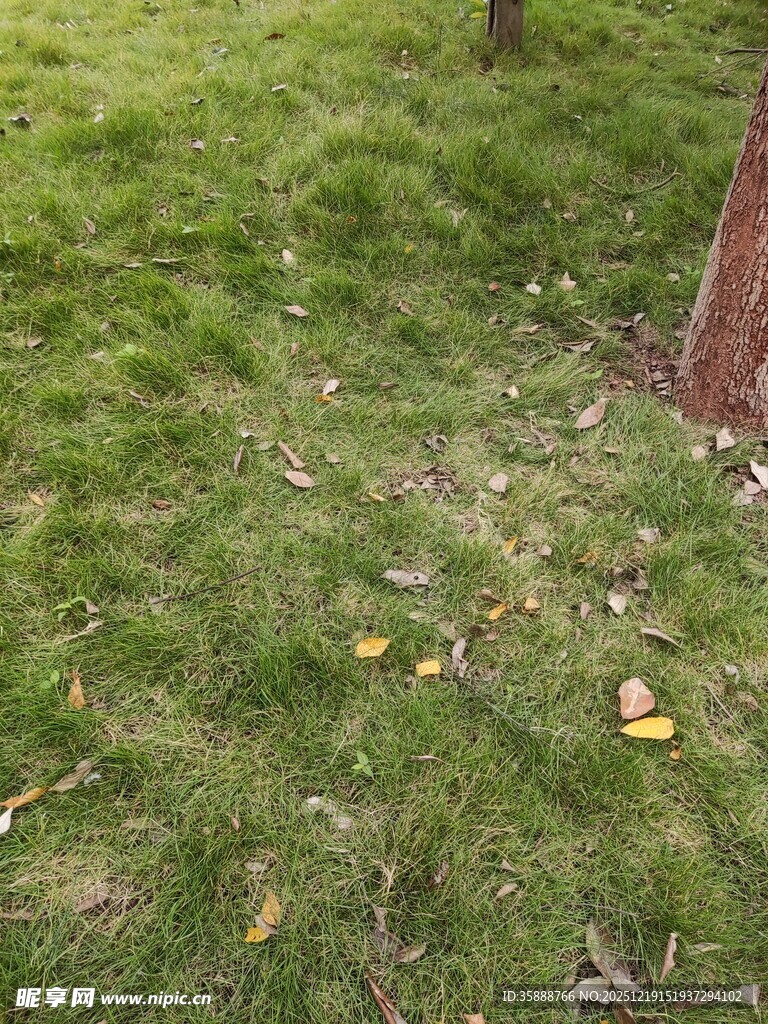 草地场景散落些许黄叶