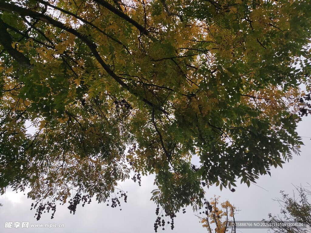 仰视秋日繁茂树枝