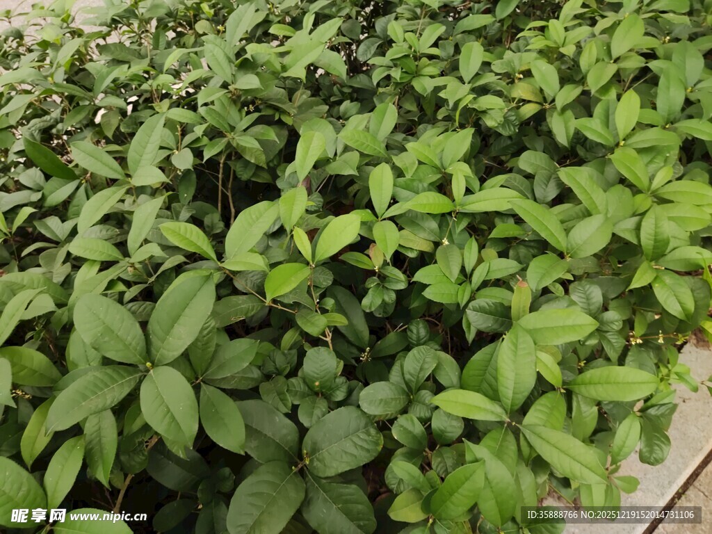 绿叶植物密集生长景象