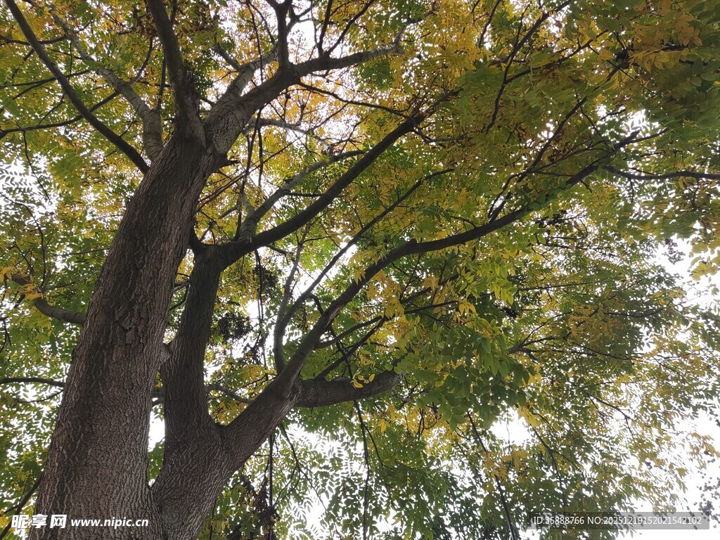 仰视繁茂大树枝叶景观
