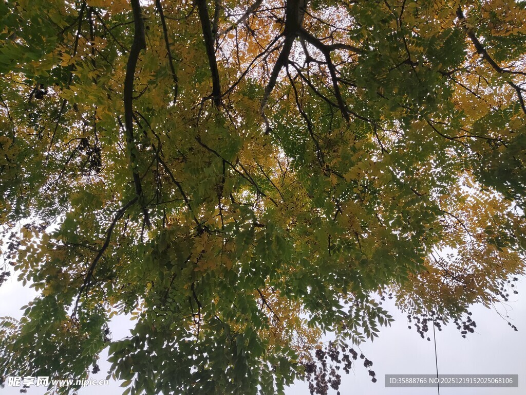 秋日树梢斑斓树叶景致