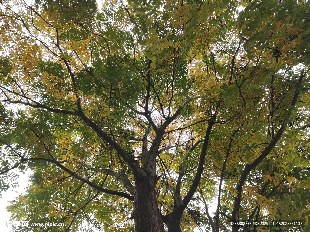秋日繁茂大树景观