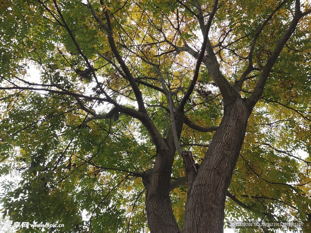 粗壮大树枝叶繁茂景象