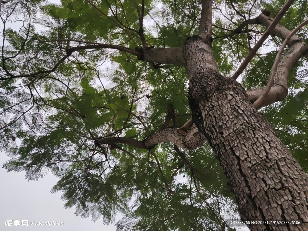 仰视下的粗壮树木