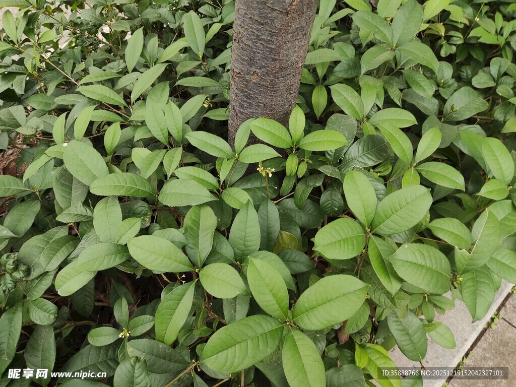 绿叶簇拥的树干