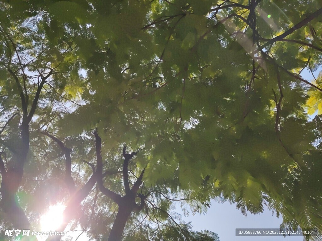 阳光透过树叶的美好景象