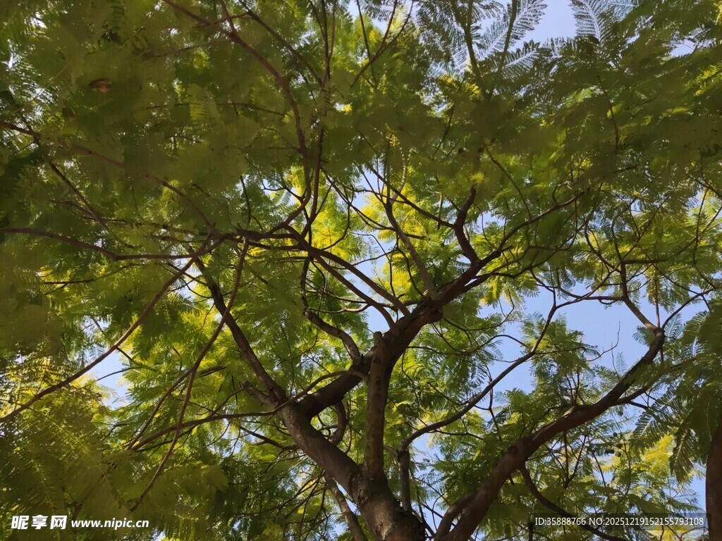 仰视繁茂绿树与蓝天