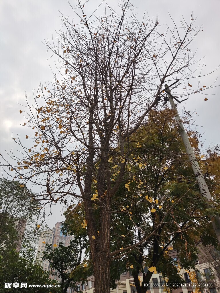 秋日枯树下的古老建筑