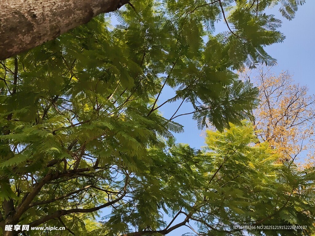 繁茂绿树与蓝天相映成趣