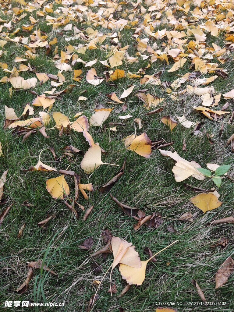 地上银杏落叶秋景图