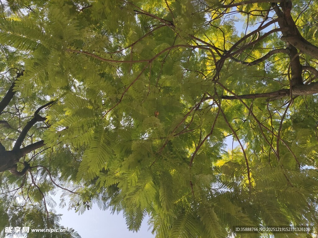 仰视翠绿繁茂的树枝