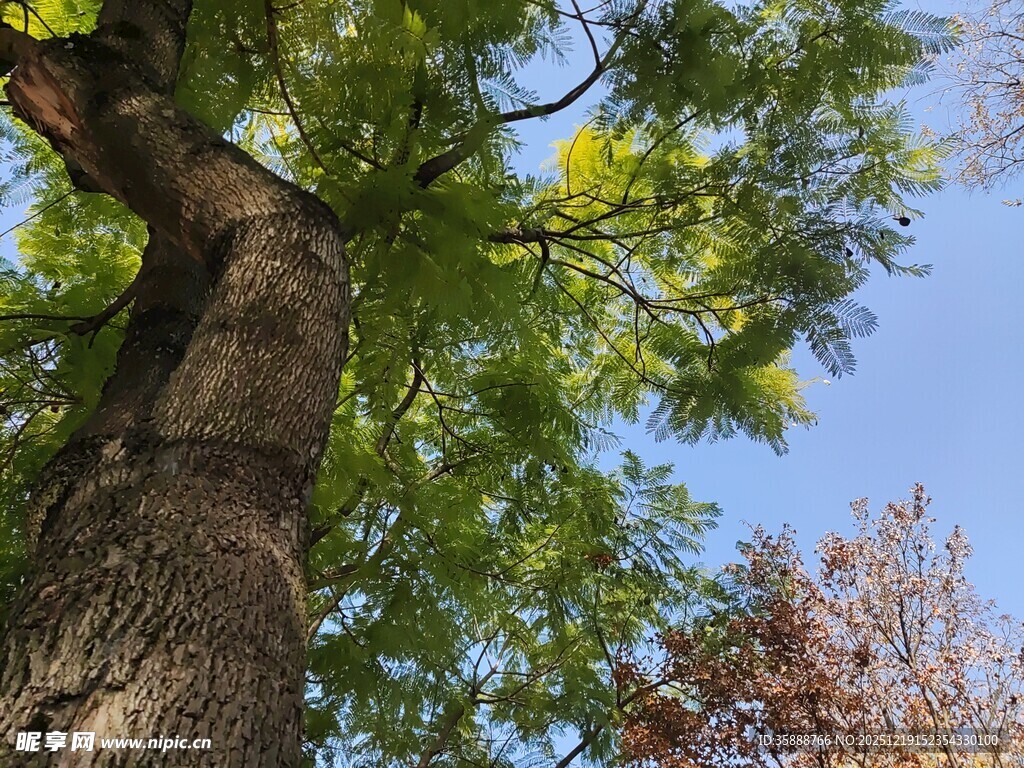 仰望挺拔大树与蓝天