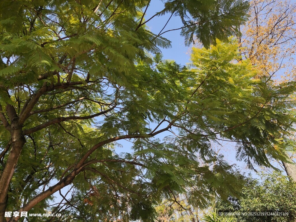 繁茂绿树与蓝天交织美景