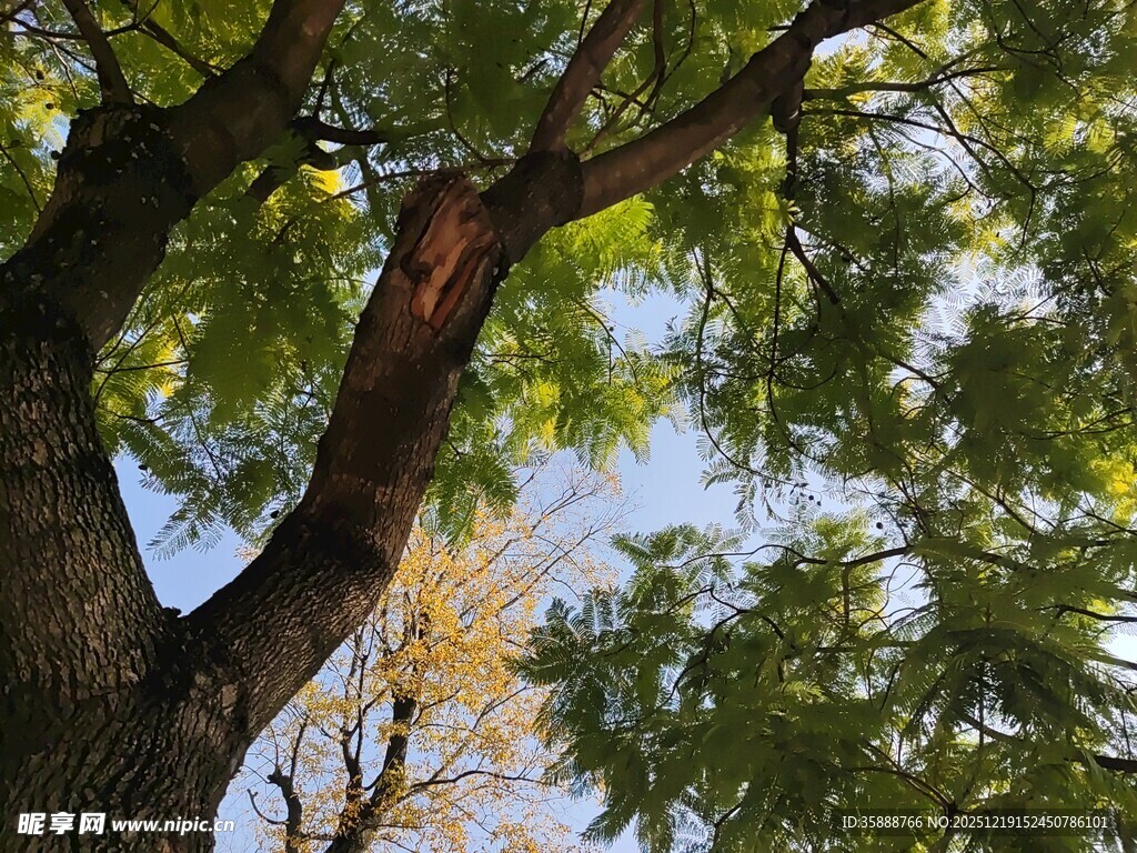 仰视繁茂枝叶的高大树木
