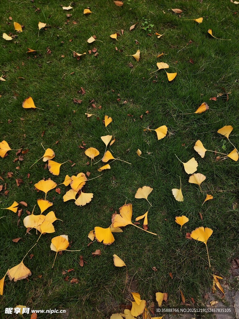 草地上的金黄银杏落叶