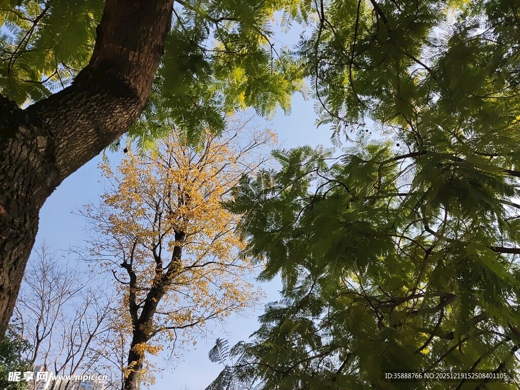 秋日林间绿叶与黄叶交织