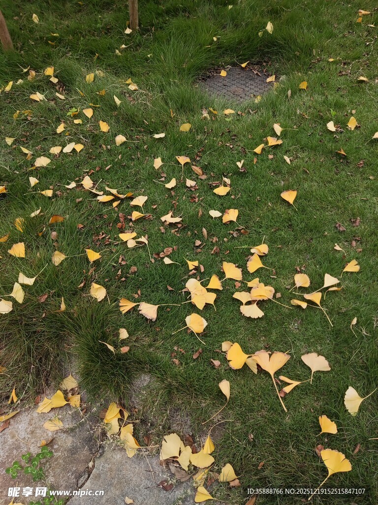 草地散落金黄银杏叶
