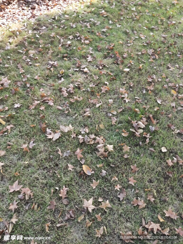 地面散落枯黄落叶景象