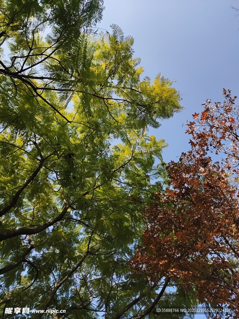 秋日树梢黄绿红交织