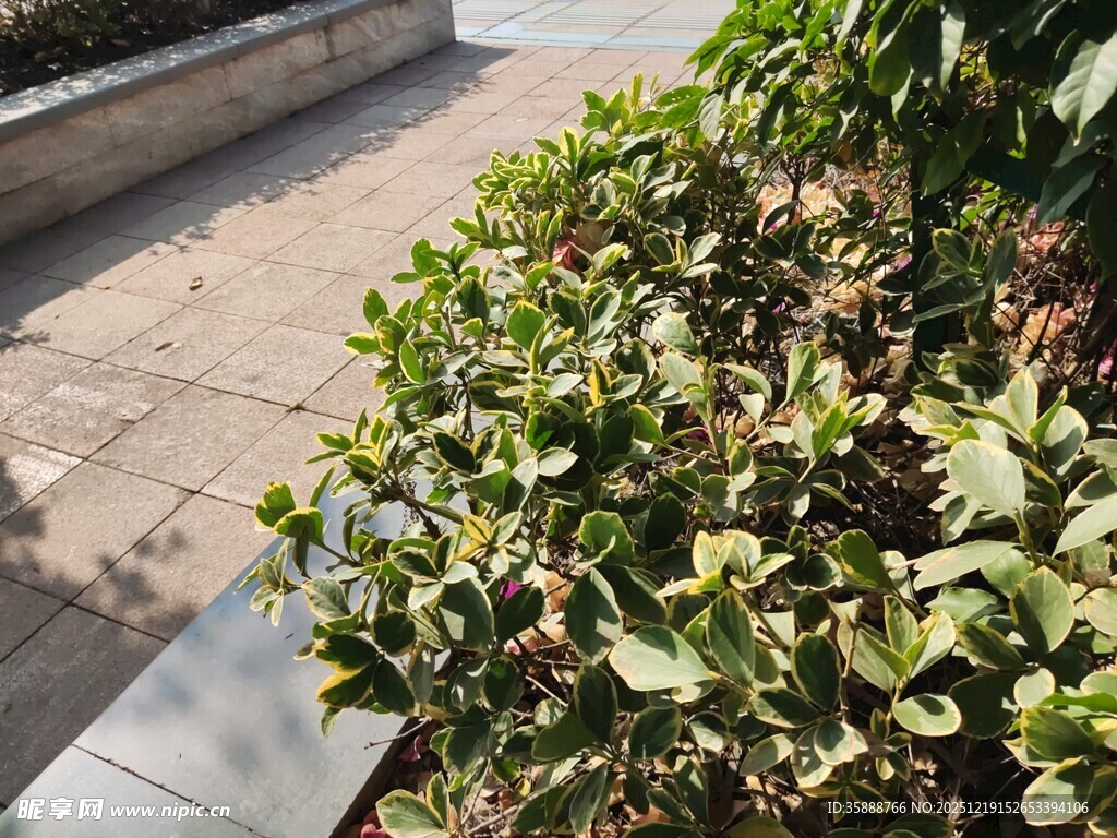 路边绿意盎然的灌木丛