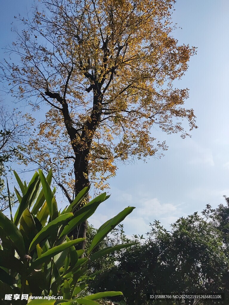 秋日孤树与葱郁绿植