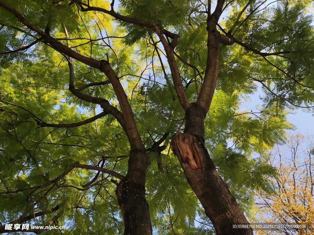 仰视葱郁树木枝叶繁茂