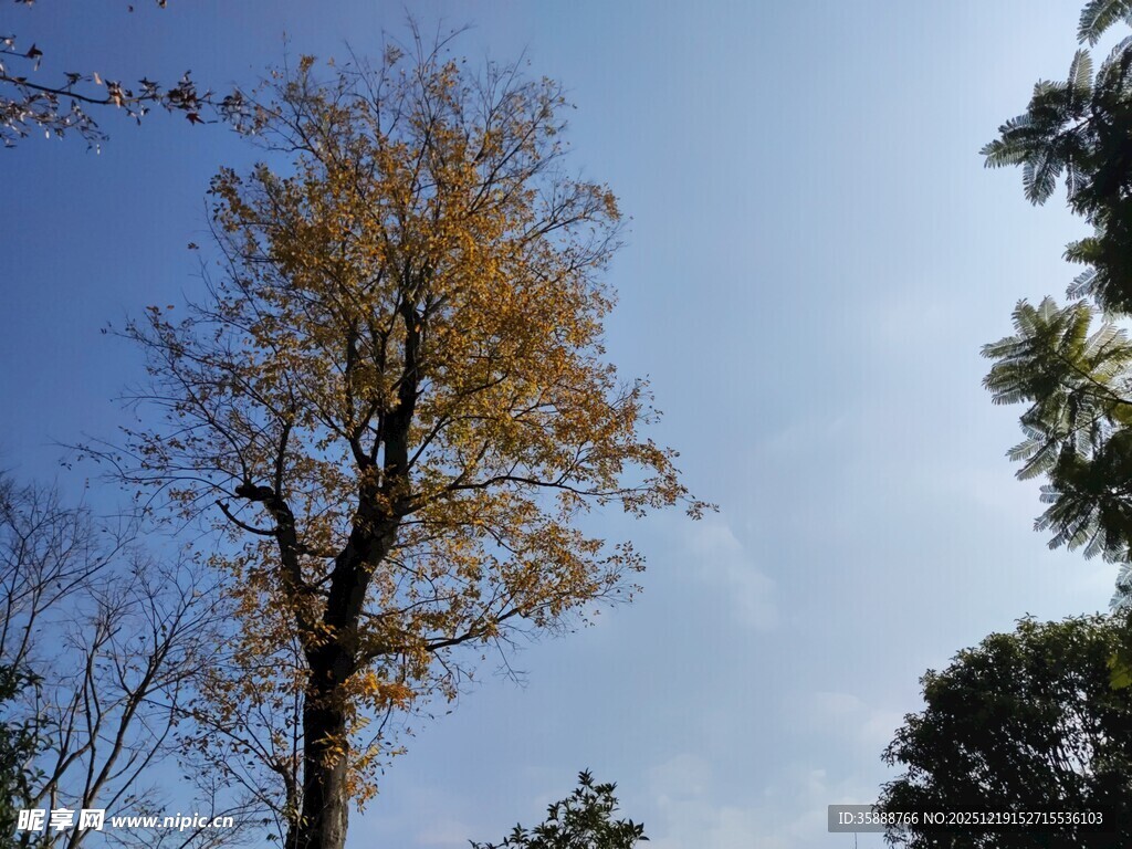 秋日挺拔银杏树