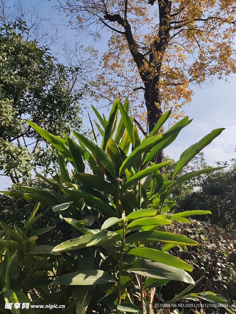 翠绿植物与蓝天树木景致