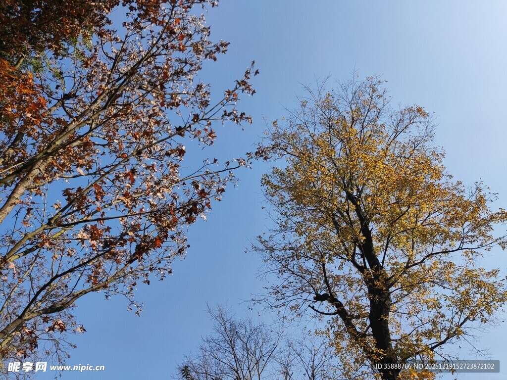 秋日树梢蓝天映衬美景