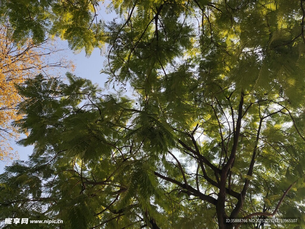 枝叶繁茂的树木仰视景象
