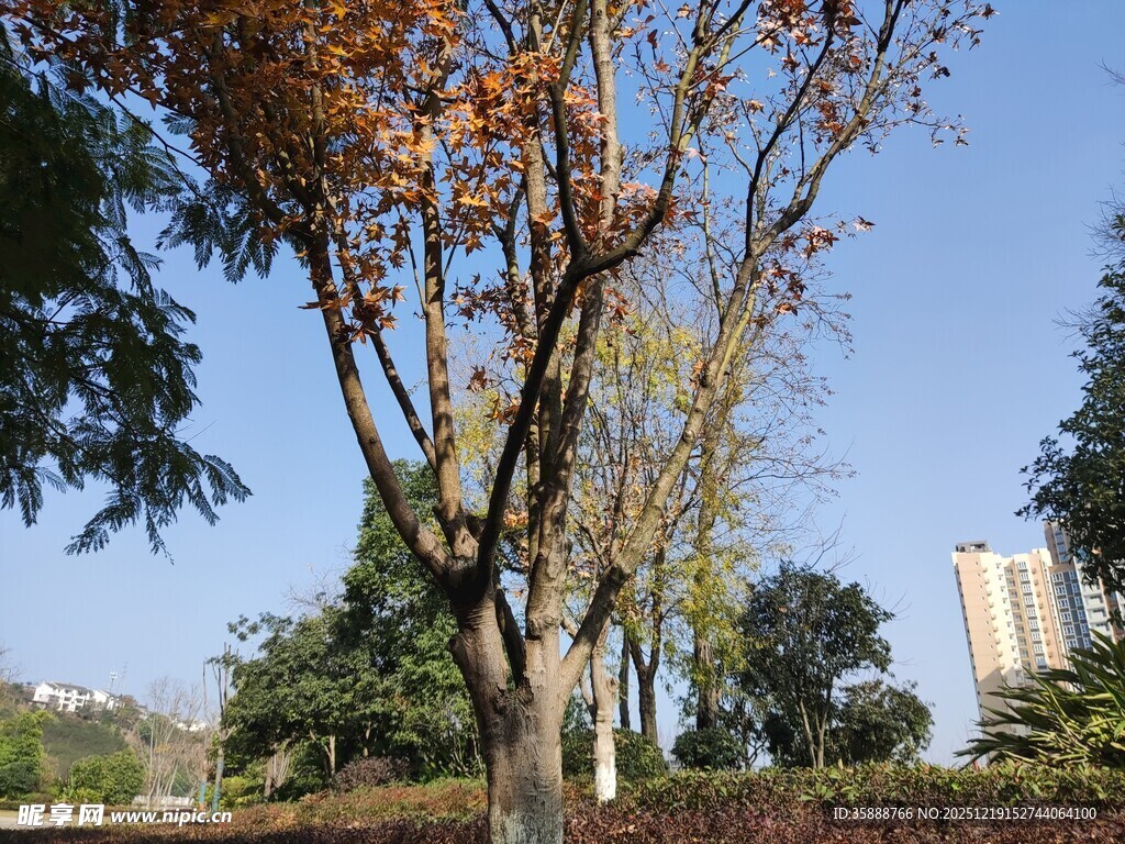 秋日公园树木与远处高楼