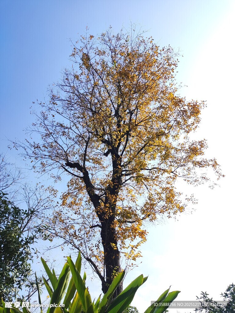 秋日孤树映蓝天