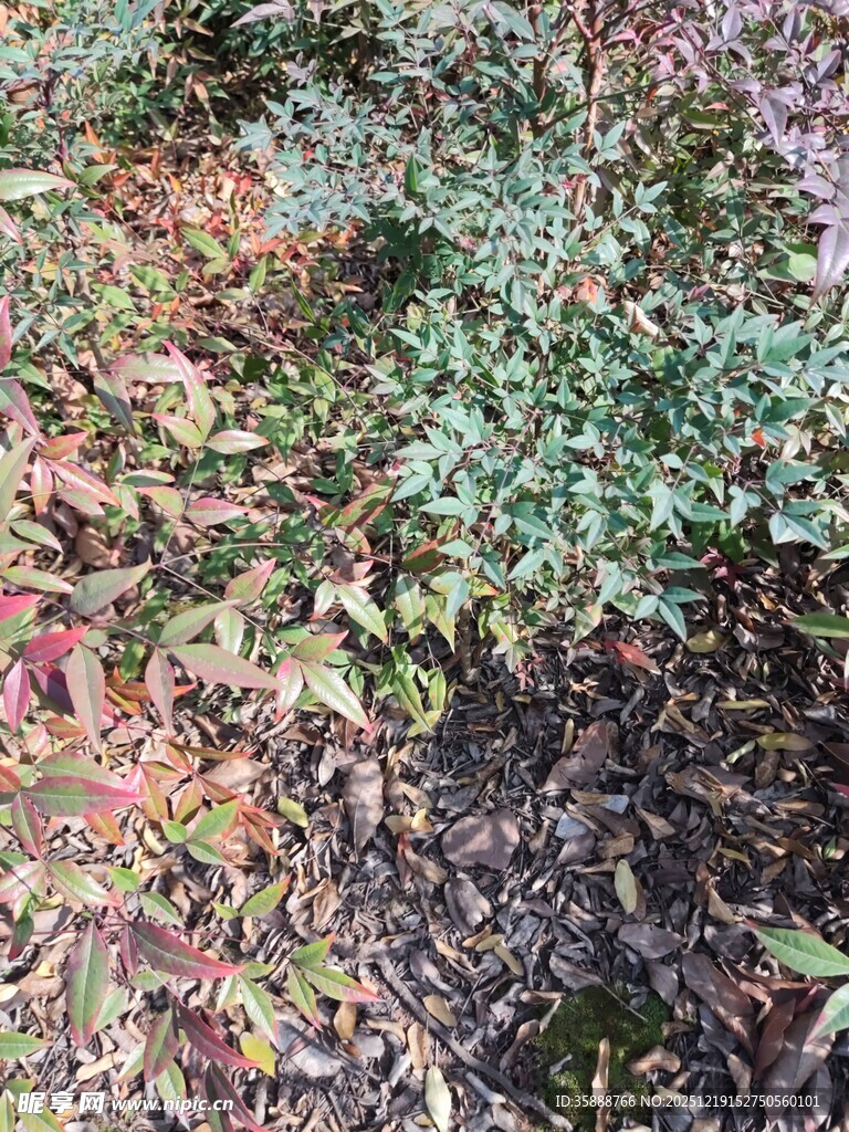 秋日多彩林间落叶景象