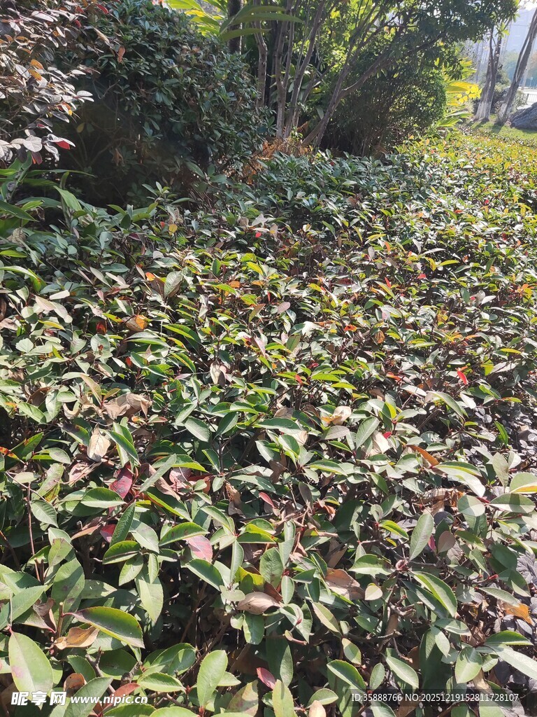 地面铺满多彩落叶景观