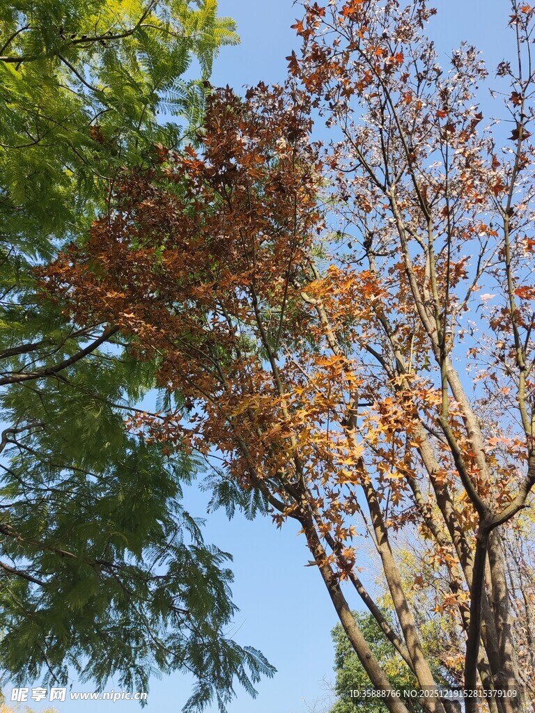 秋日树梢黄绿交织之景