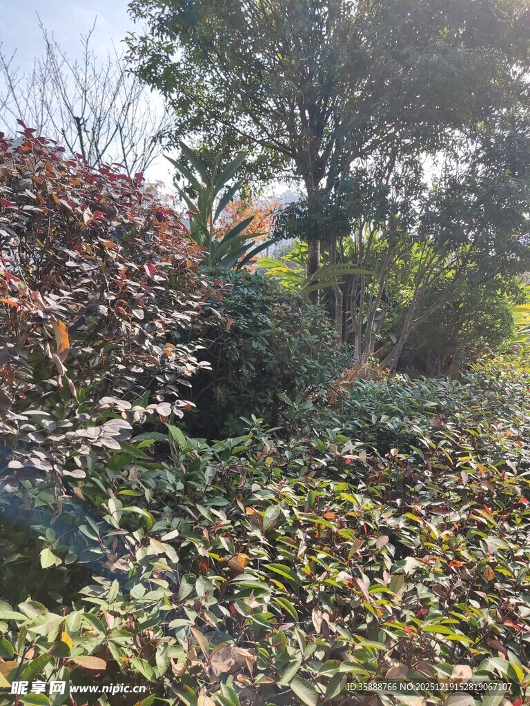 秋日多彩植物景观