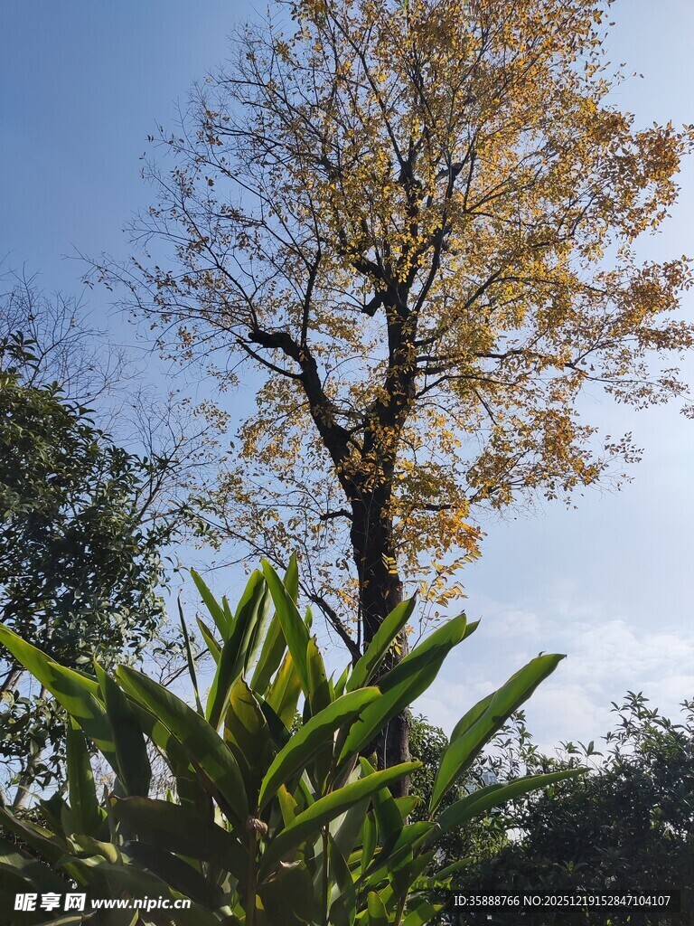 秋日孤树与翠绿植物