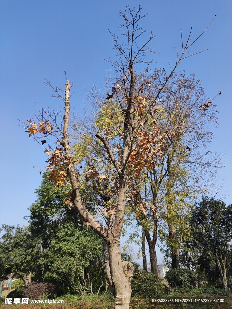 秋日枯树与葱郁背景