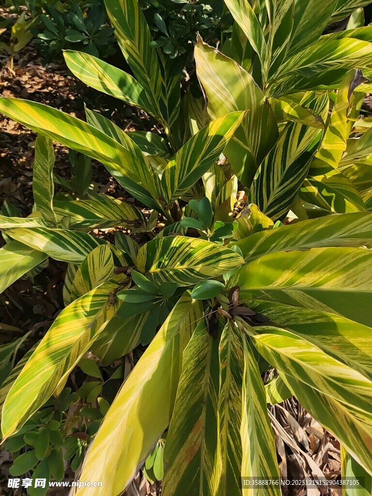 黄绿相间的植物叶片