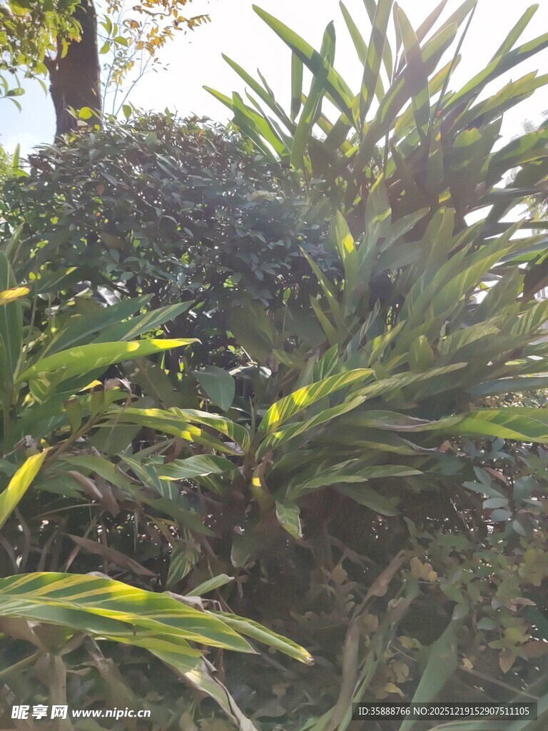 绿叶繁茂的热带植物