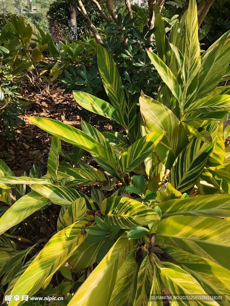 翠绿斑斓的热带植物叶片