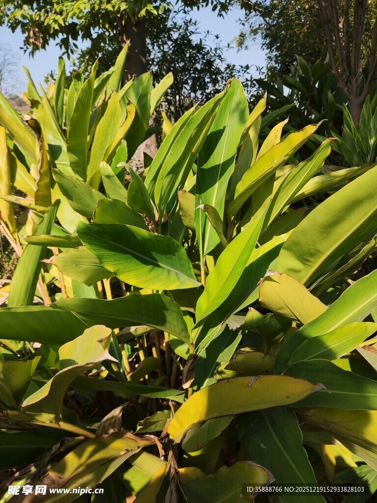 翠绿繁茂的热带植物叶片