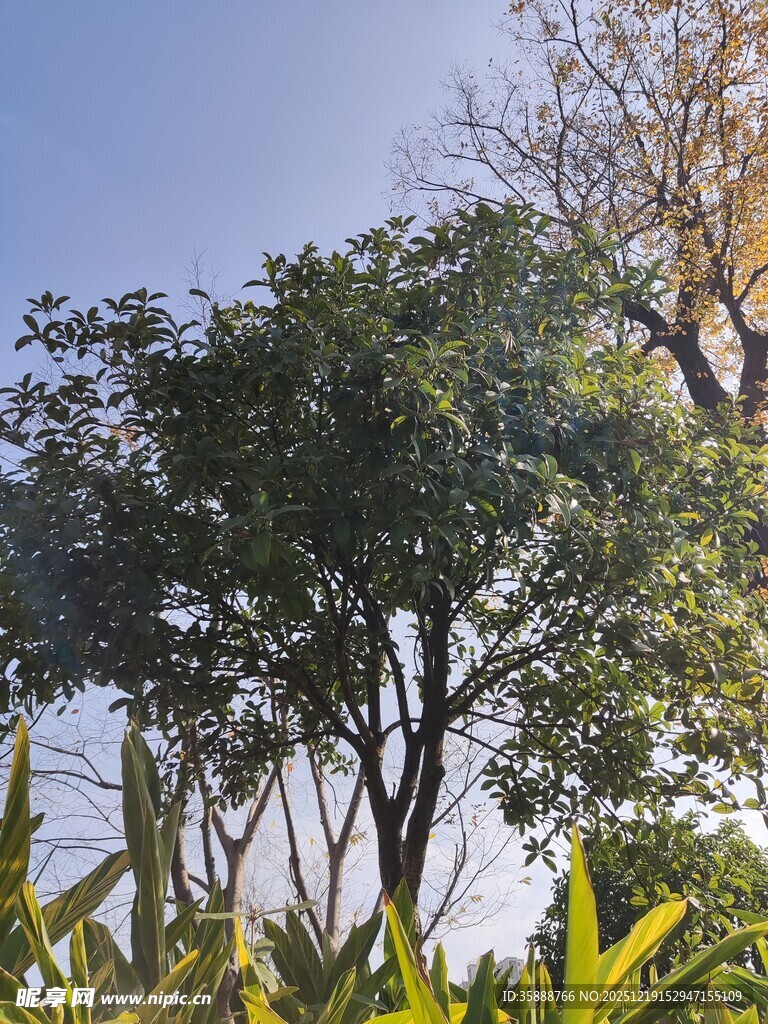 阳光下的绿树与植物