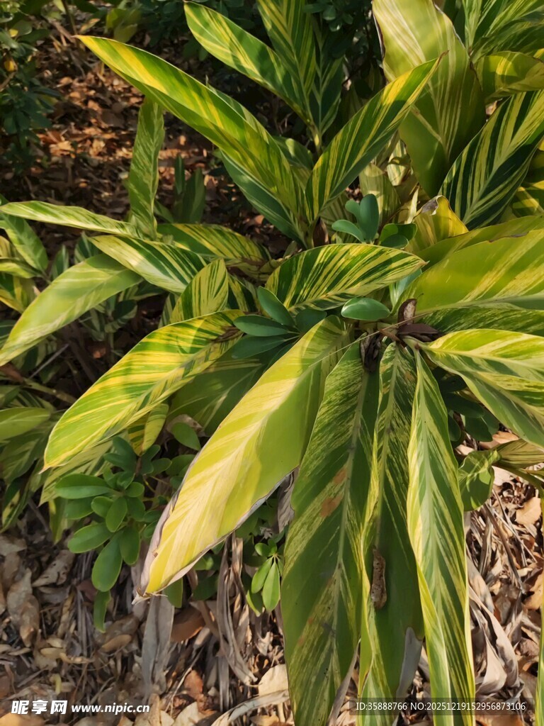 翠绿斑斓的热带植物叶片