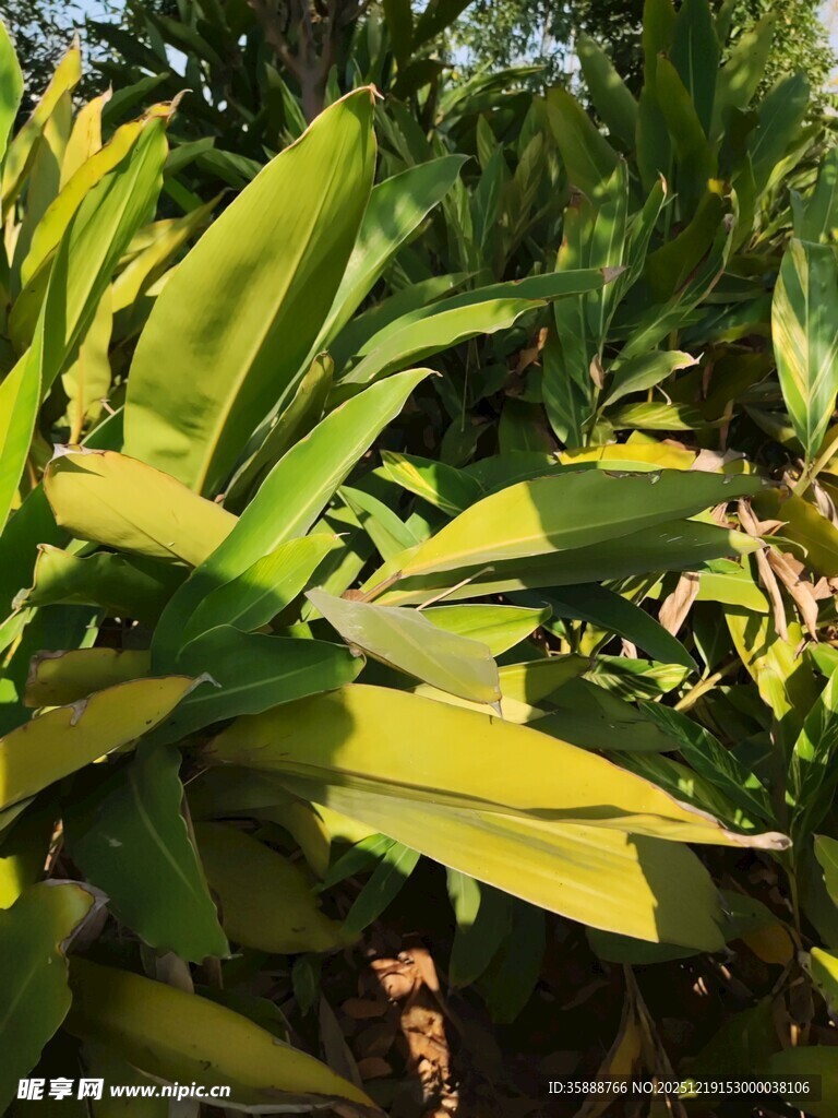 阳光下的翠绿植物叶片