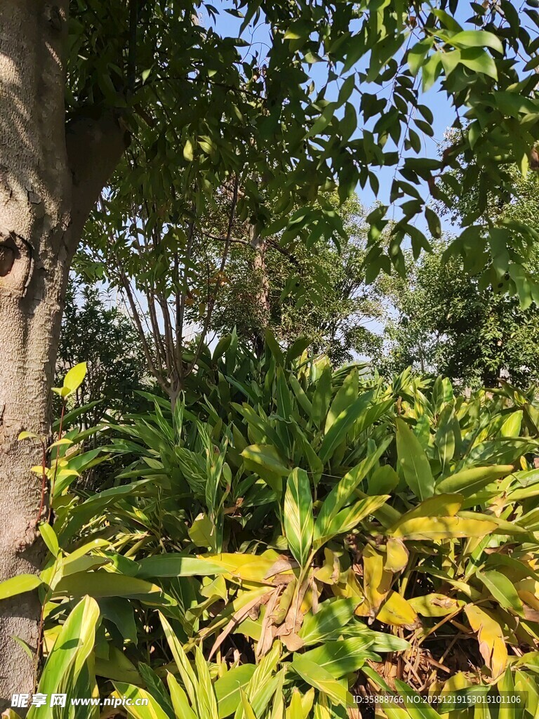 繁茂绿植环绕的大树