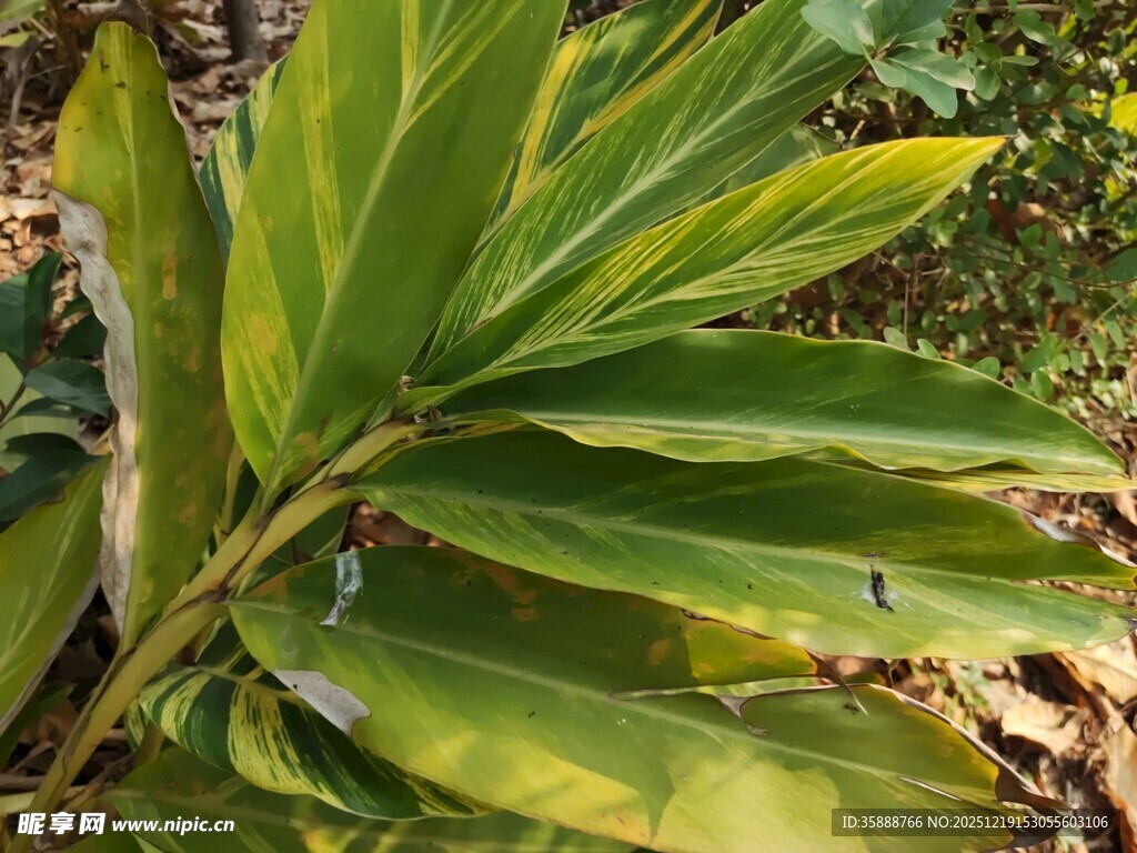 翠绿阔叶植物特写