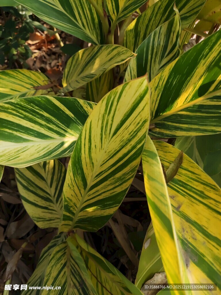 黄绿条纹叶片的美丽植物