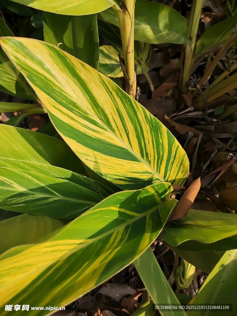 黄绿条纹叶片的美丽植物