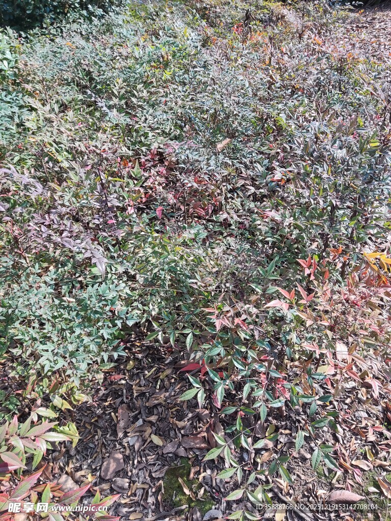 野外多彩植物景观